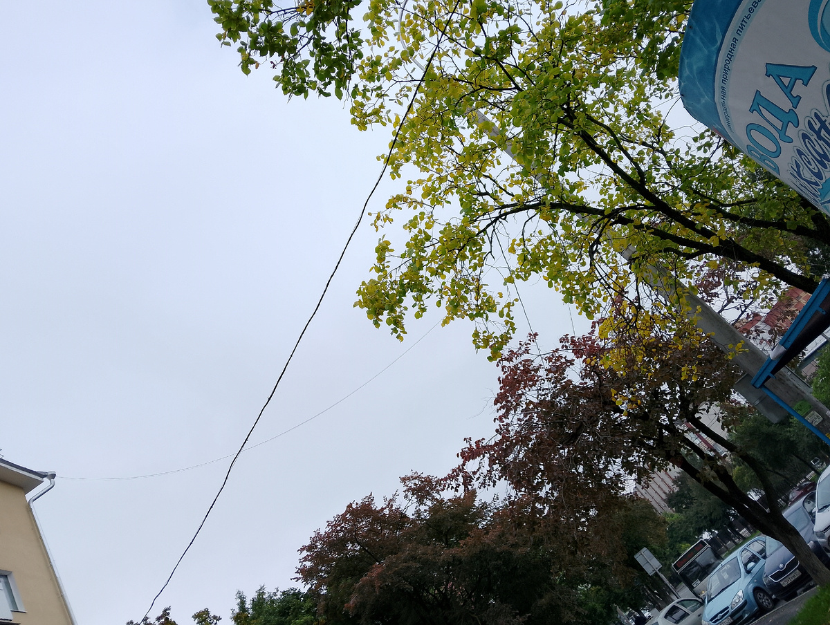 Потихоньку осень достаёт свои краски. Конечно, серость на улице не дает им пока играть ярко. Фото автора