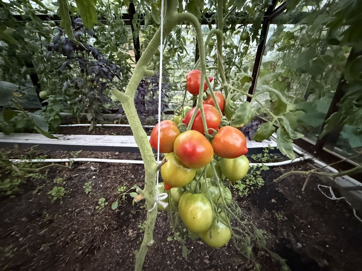 Кисть томатов