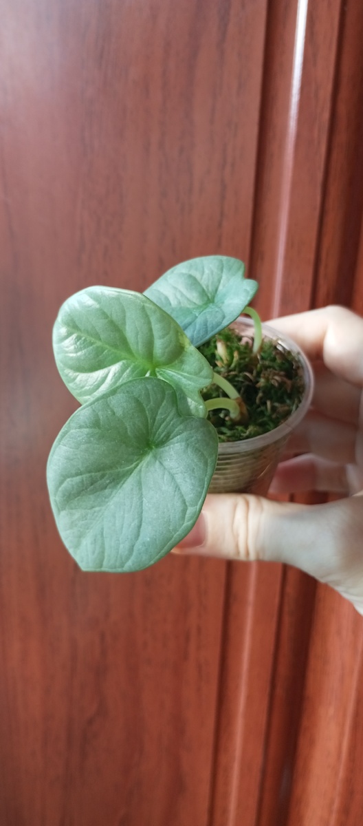 Алоказия серебряный дракон