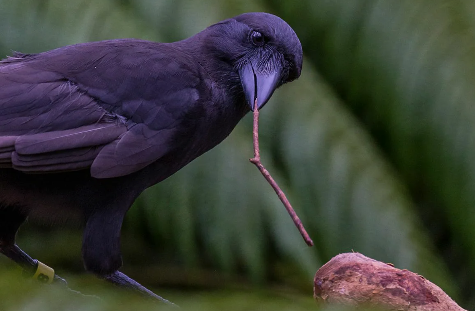 Ворон  — способен хранить обиду и планировать месть: зафиксированы случаи, когда вороны спустя годы узнавали обидчиков и специально дразнили или нападали на них.