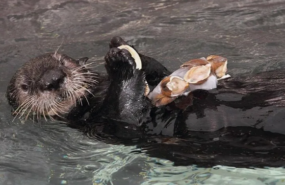 Выдра 🦦 — некоторые выдры хранят «любимый камень» в особом мешочке под передними лапами и используют его снова и снова, словно личный инструмент.