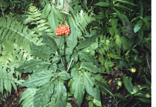 Фото  Н.И. Ковальчука.2010г Партизанский р-н