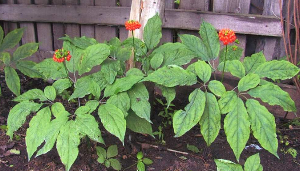 20-ти летние женьшени в женьшенарии Н.И. Ковальчука.