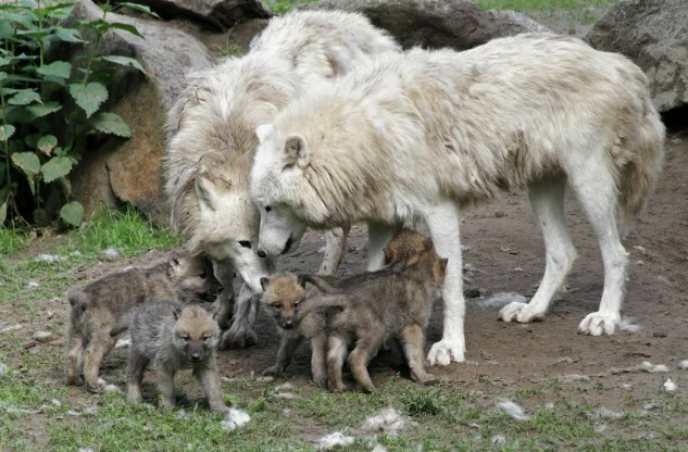 🐺 Усыновления в стае — иногда волчья пара принимает в логово чужих осиротевших щенков. Они растят их наравне со своими детьми, и в будущем такие «приёмыши» становятся полноправными членами стаи.