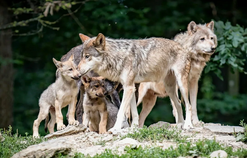 ⚔️ Любовные треугольники — в Йеллоустоунском парке зафиксированы случаи, когда самка уходила от одного альфа-самца к другому прямо внутри стаи. Это вызывало настоящие войны между самцами и меняло расстановку сил в группе.