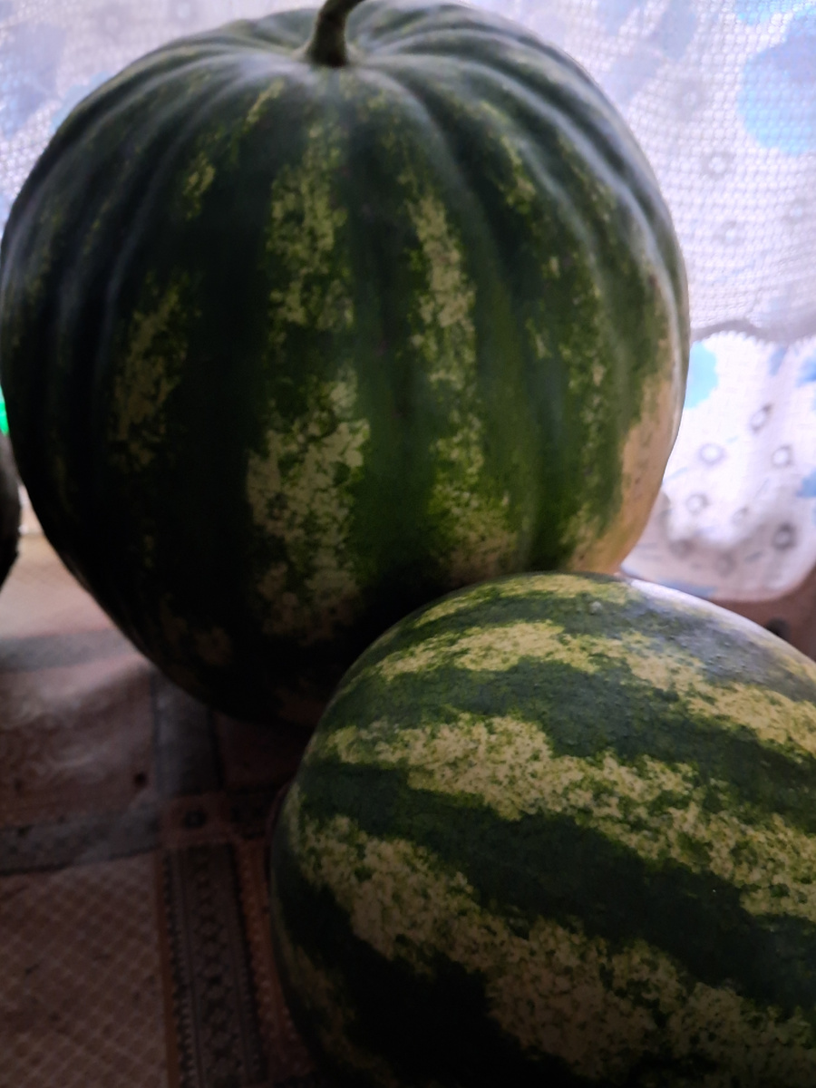 арбузы в средней полосе всё таки выросли