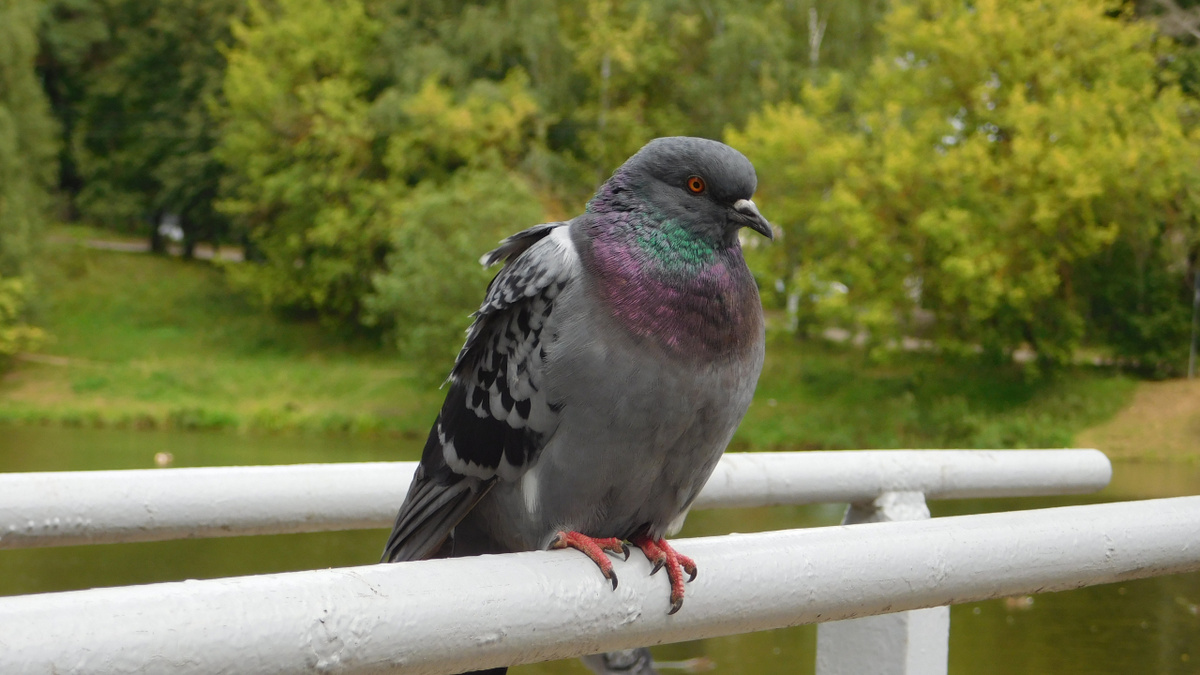 Голубь на турнике
