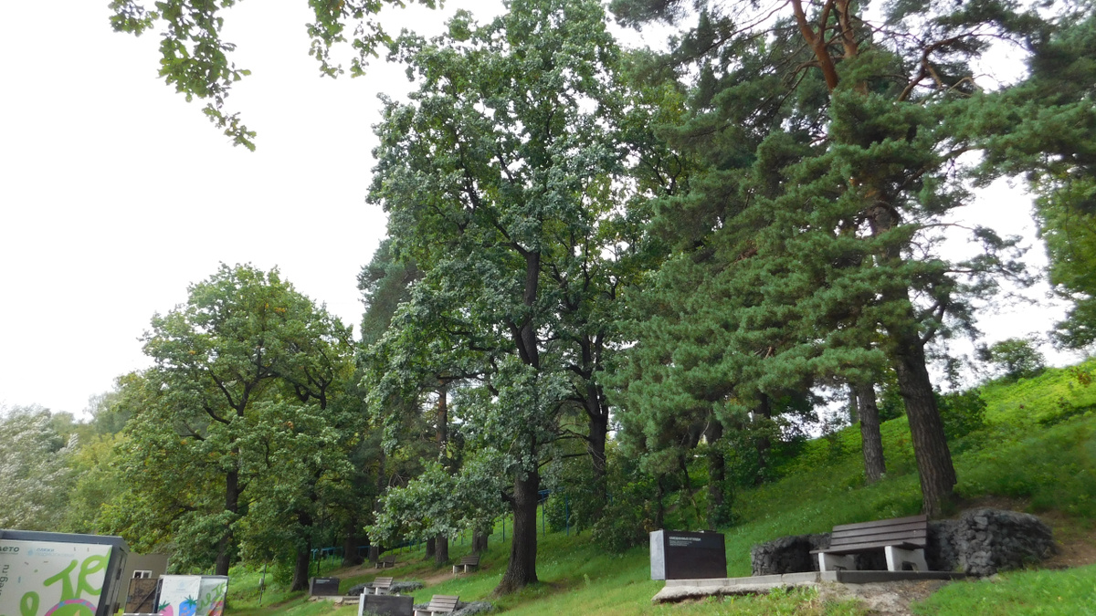 Дубы на склоне возле пляжа на реке «Банька»