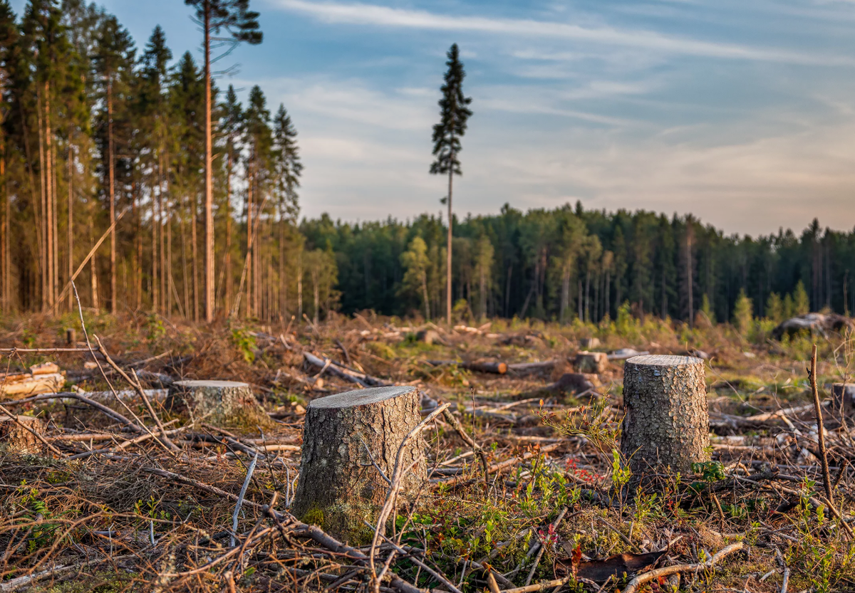 Потеря среды обитания — тропические леса Амазонии, Юго-Восточной Азии и сибирская тайга; история орангутанов, тигров, птиц саванны.