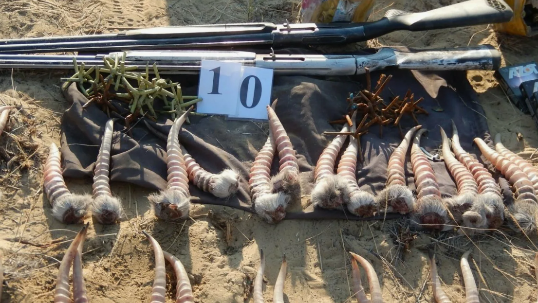 Браконьерство и охота — носороги, слоны, панголины; теневая экономика редких костей и шкур.