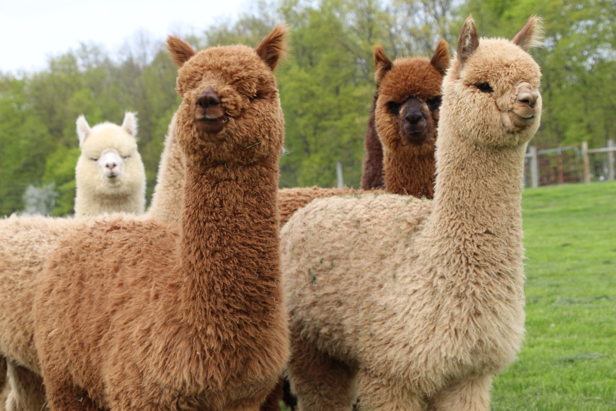 Мудрые и нежные