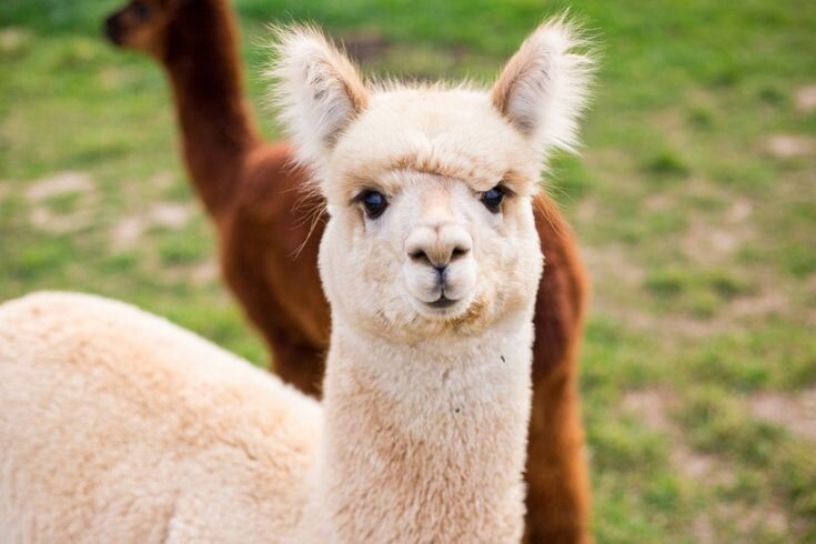 Интелект и любопытство