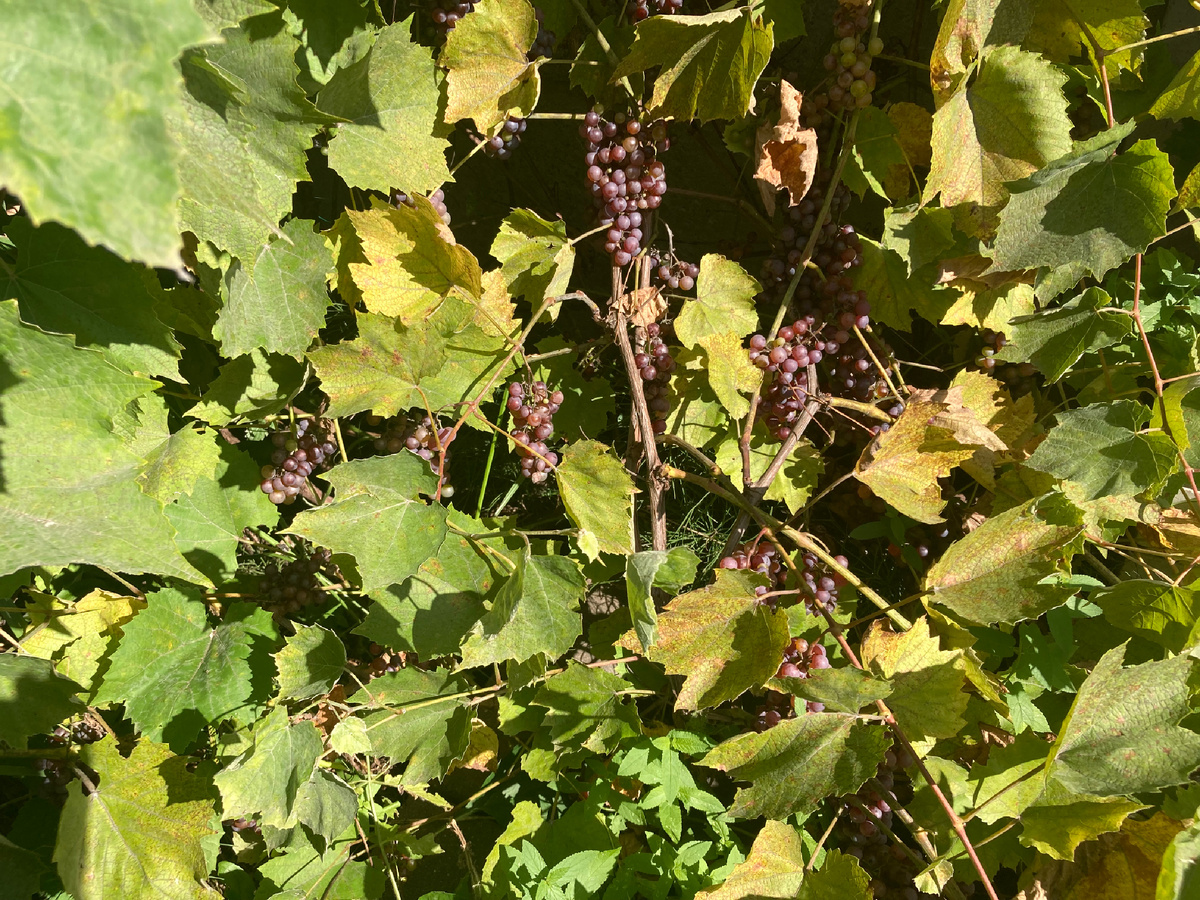 Виноград Сомерсет сидлис, фото автора