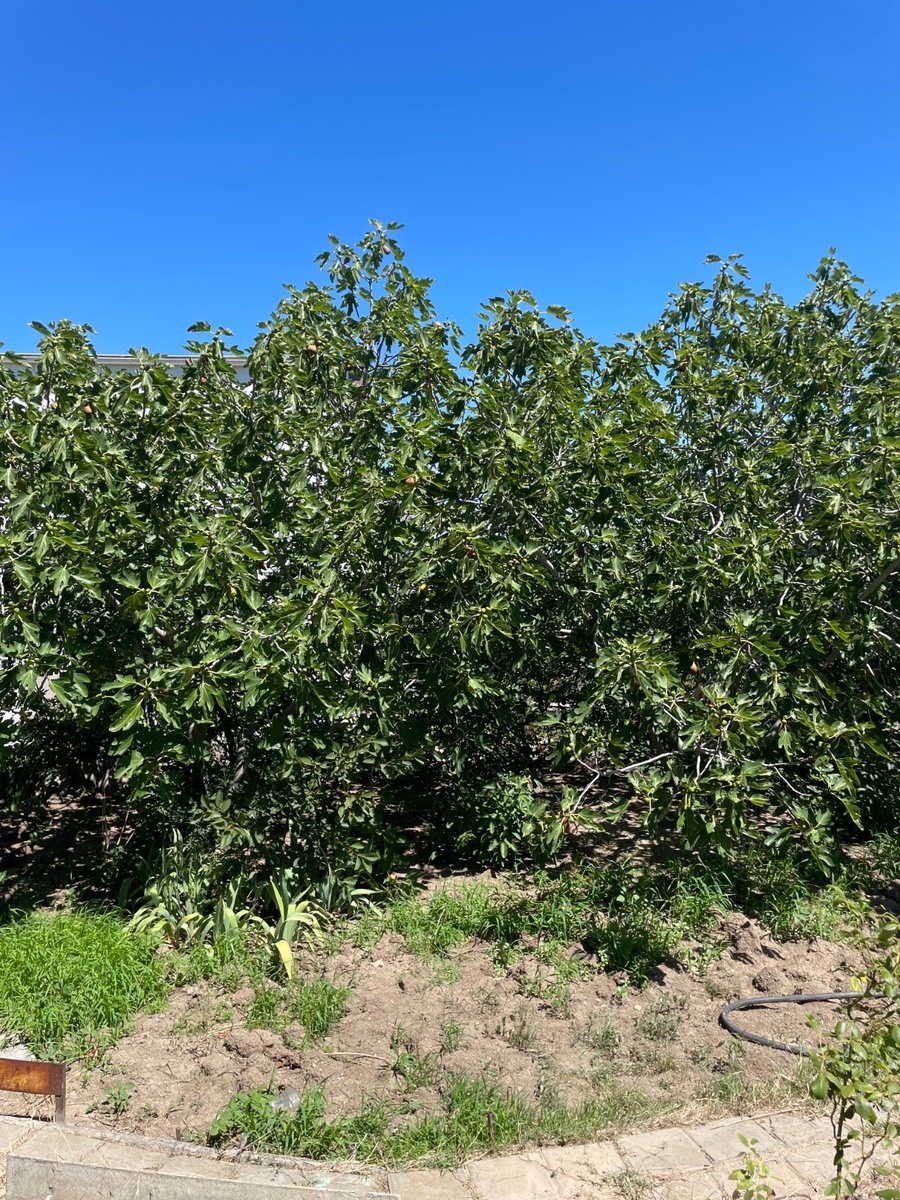 Очень разросся инжир на нашей морской даче 