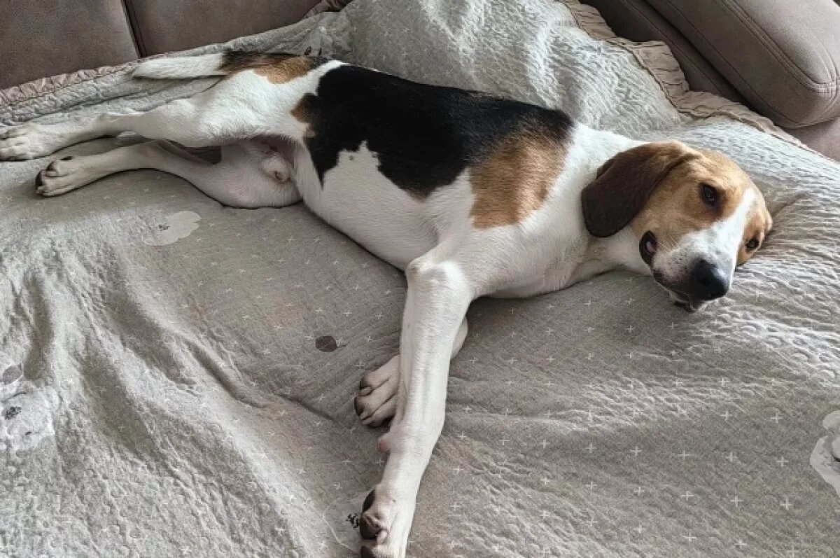    Породистого пса, которого нашли на помойке, приютила камчатская семья