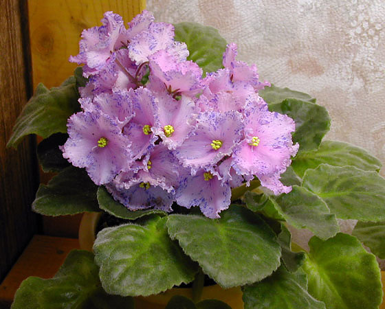 моя самая первая фиалка нулевых Лайонс Мираж, сохранилось старинное фото)