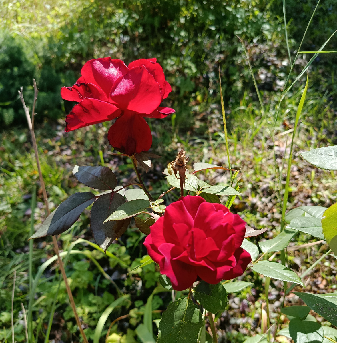 Последние розы в этом году