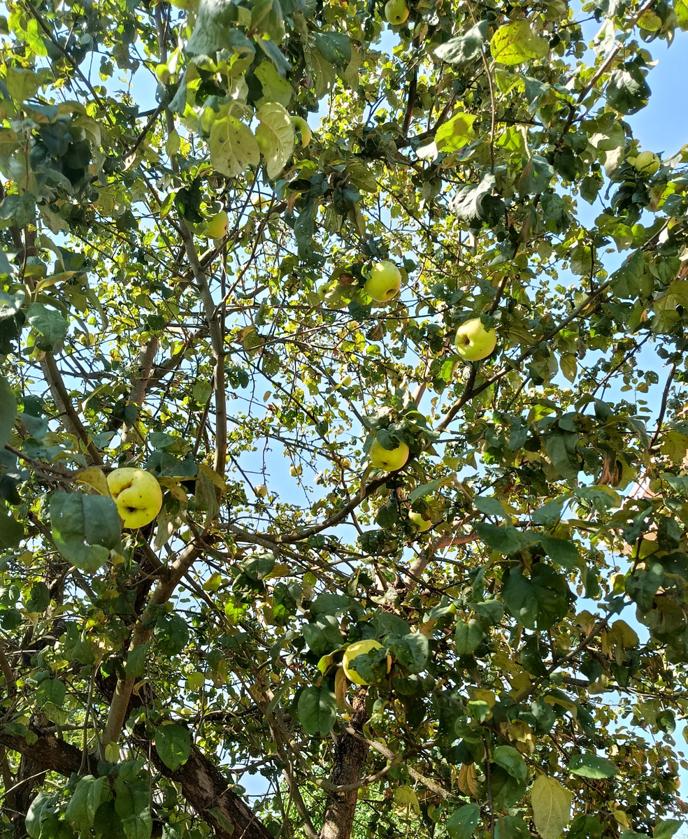 Нашей Антоновке уже лет 50-60