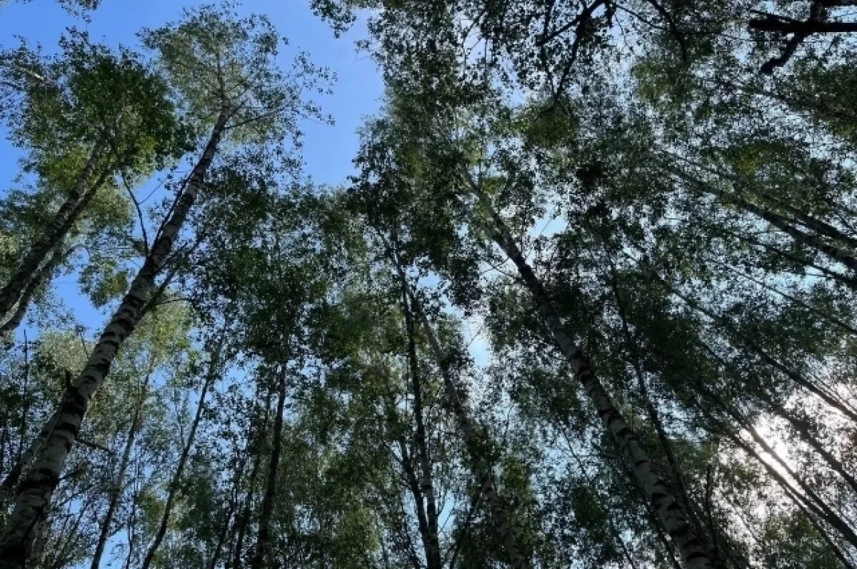    В Туле 1 сентября ожидается малооблачная погода и до +27