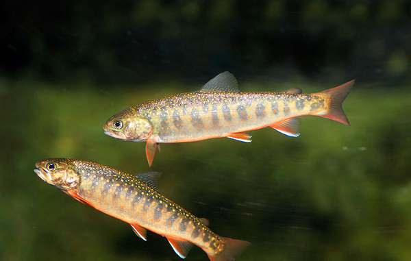 feathercollector/Shutterstock/FOTODOM