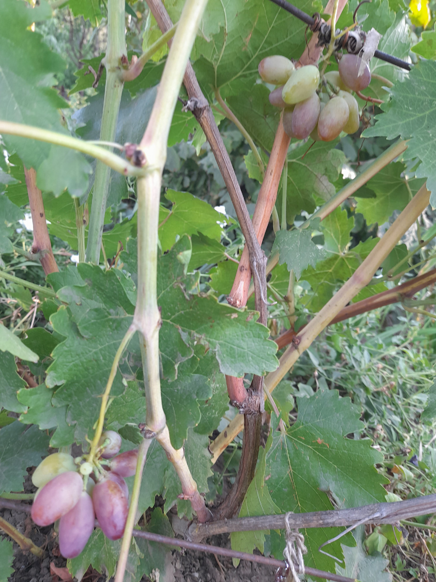 " урожай" Маникюр Фингер.