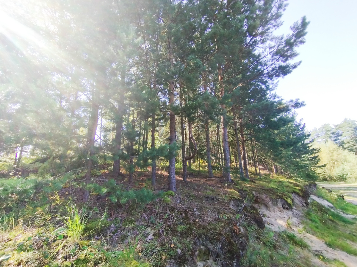 Последний день уходящего лета. 31.08.2025 г, воскресенье. Отдыхаем в Подмосковье. Здесь и далее фото автора и(или) из личного архива автора, если не указано иначе.