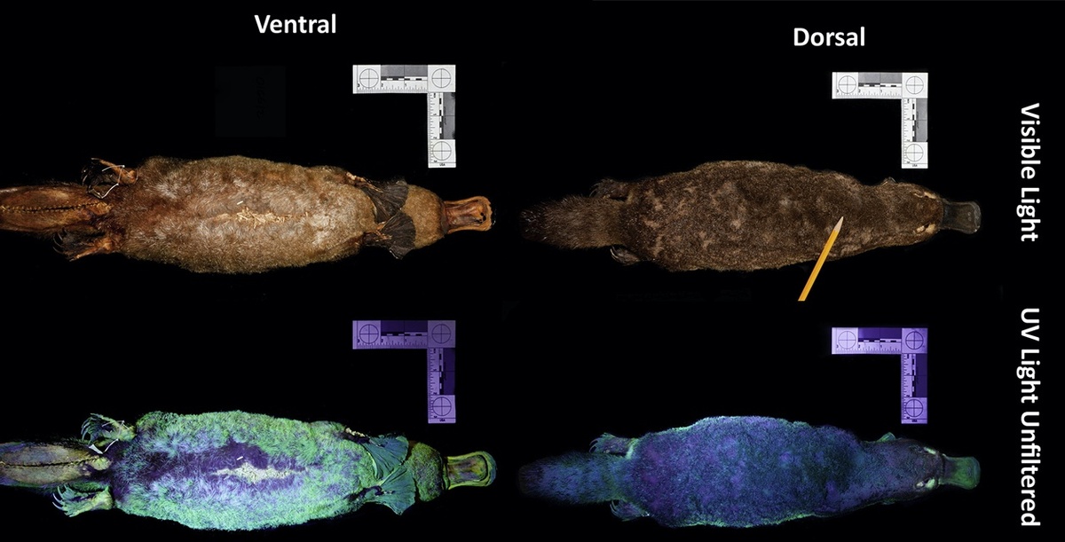 Чучела утконосов при виде снизу (слева) и сверху (справа), при видимом освещении (верхний ряд) и под ультрафиолетом (нижний ряд). 