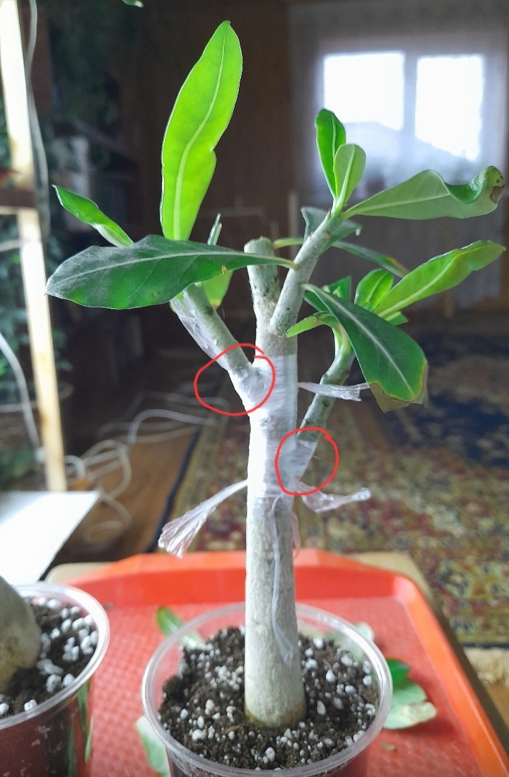 Например, такое. Здесь я привила клином 2 верхушечных черенка сбоку в ствол