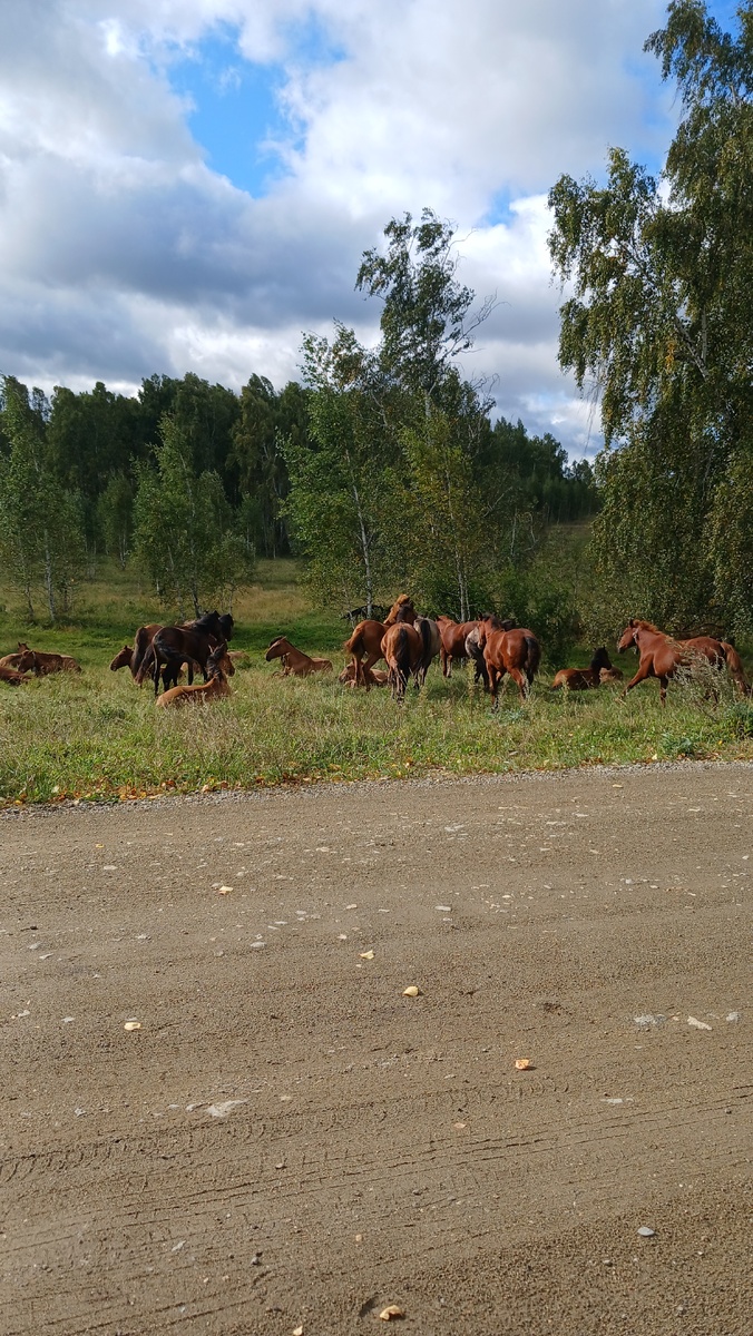 По пути мы встречали разных животных , как домашних, так и диких! Фото автора