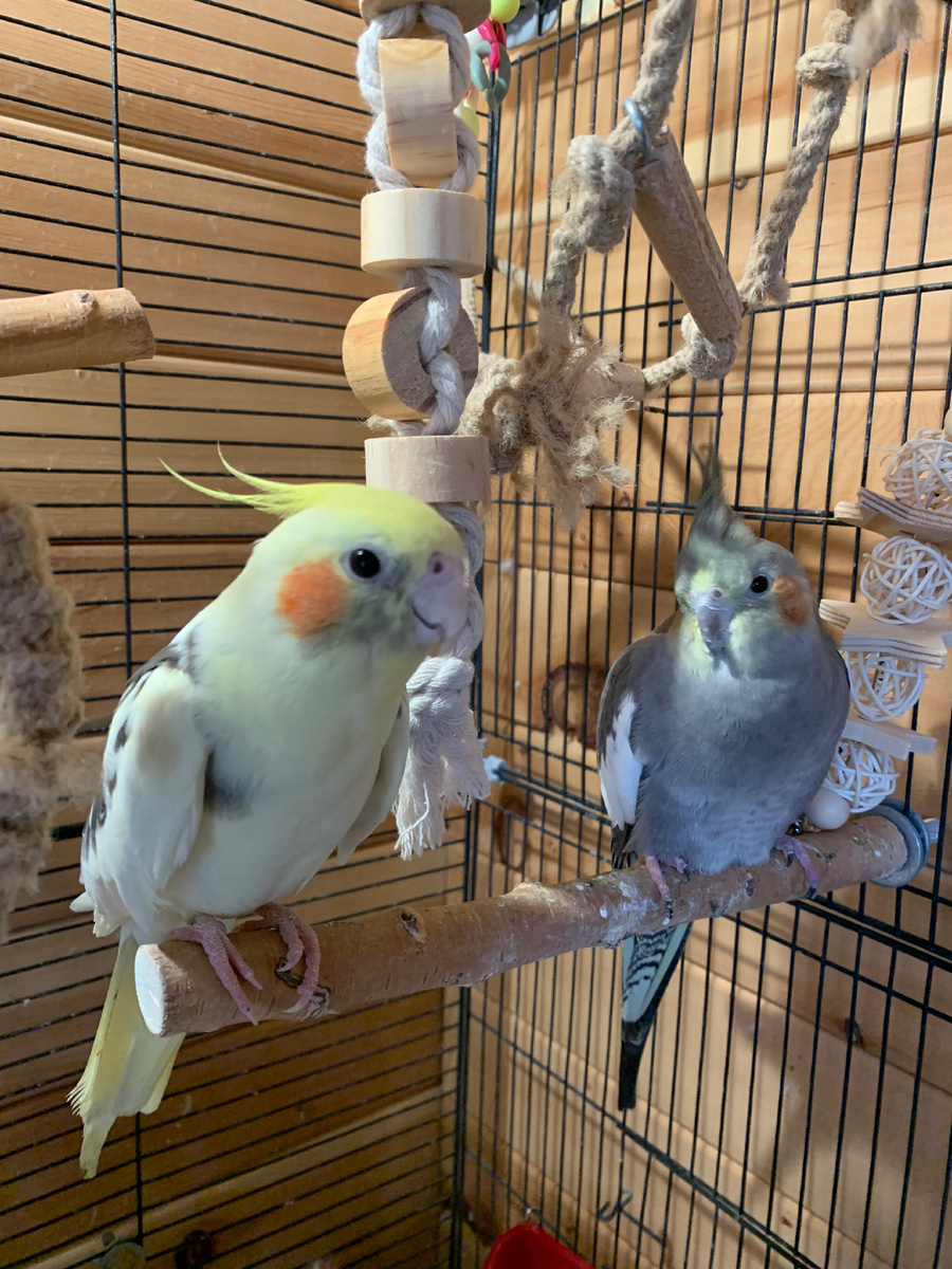 Наши пташки🦜🥰