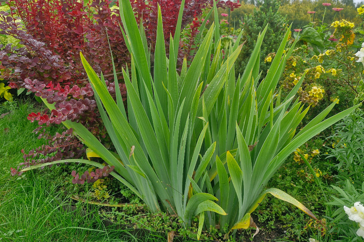 Пример мечевидных листьев (ирисы).