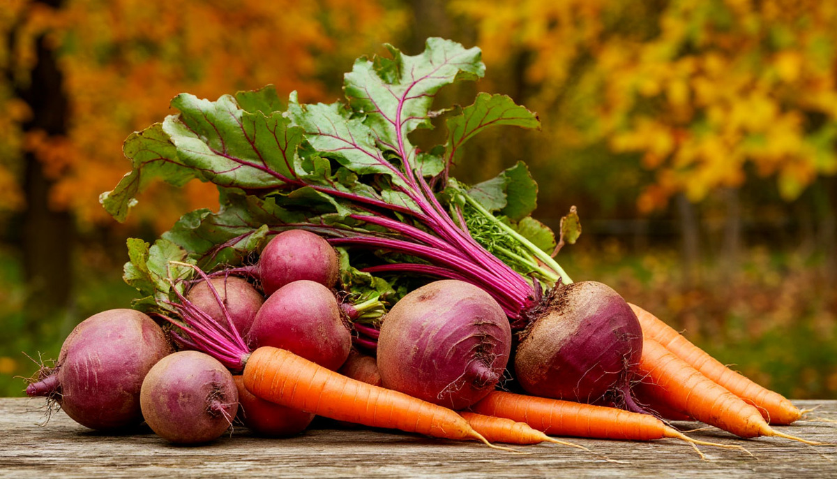 Когда выкапывать свёклу и морковь.