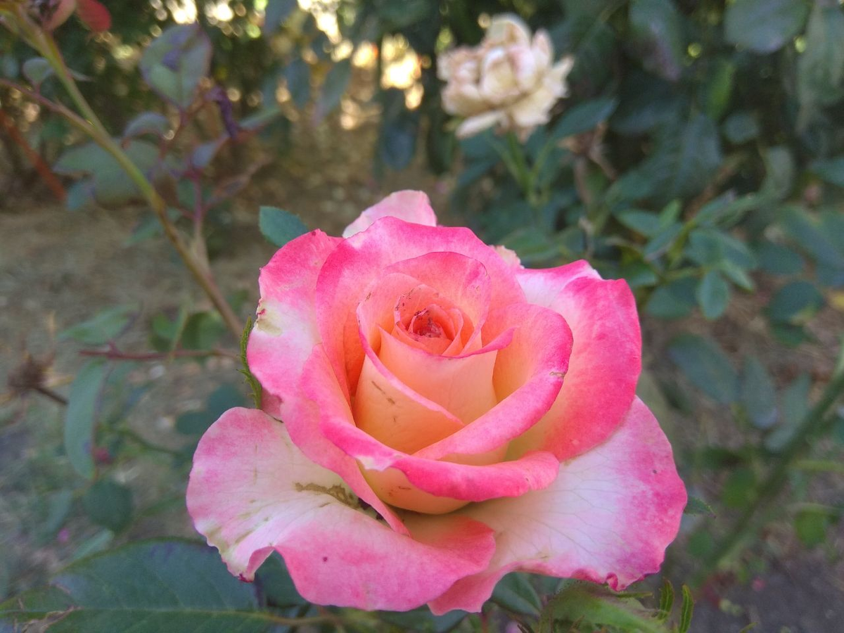 На заднем плане цветок , который высх за один день, а на переднем, плане, уже новая жизнь.