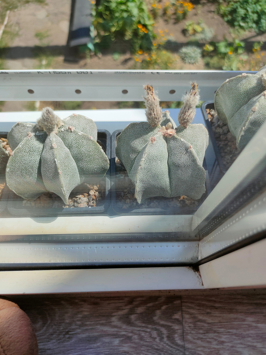 Кактусы за окном, им 5 лет 