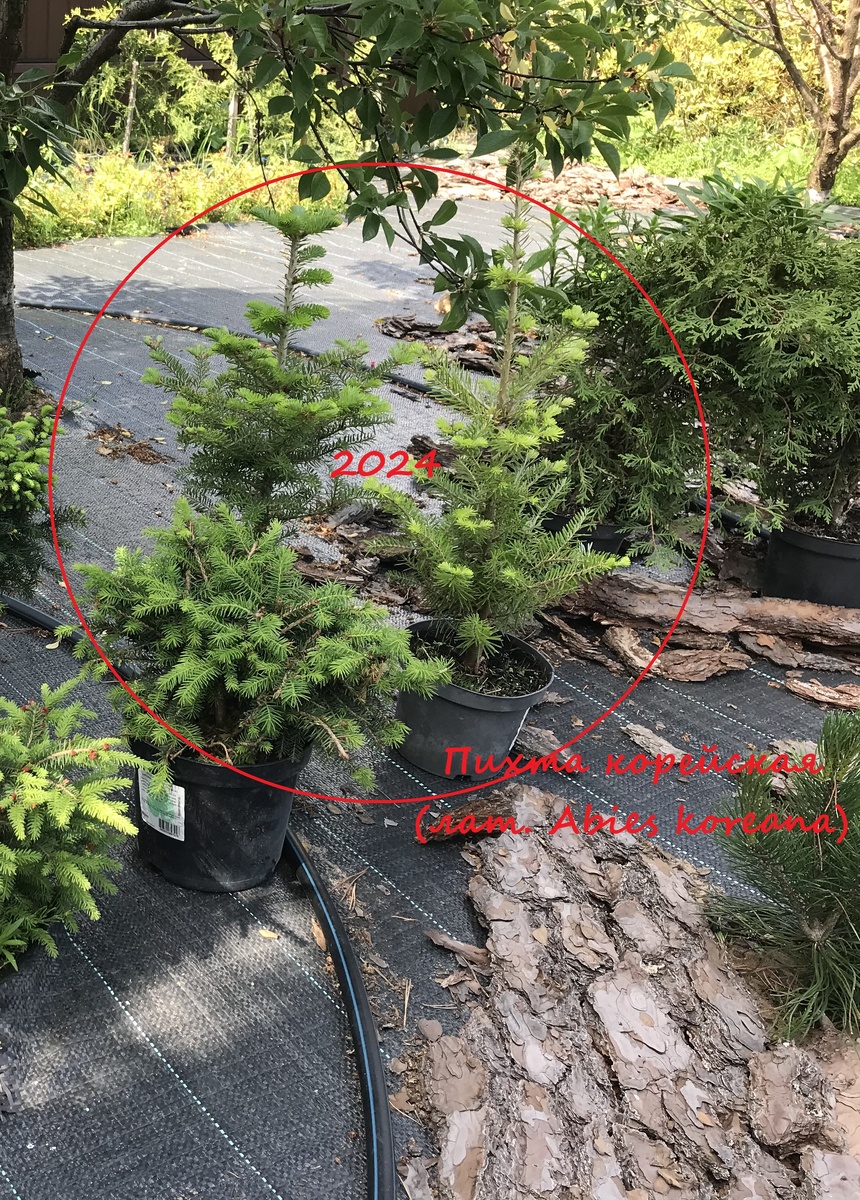 3 июня 2024 года - растения из Леруа