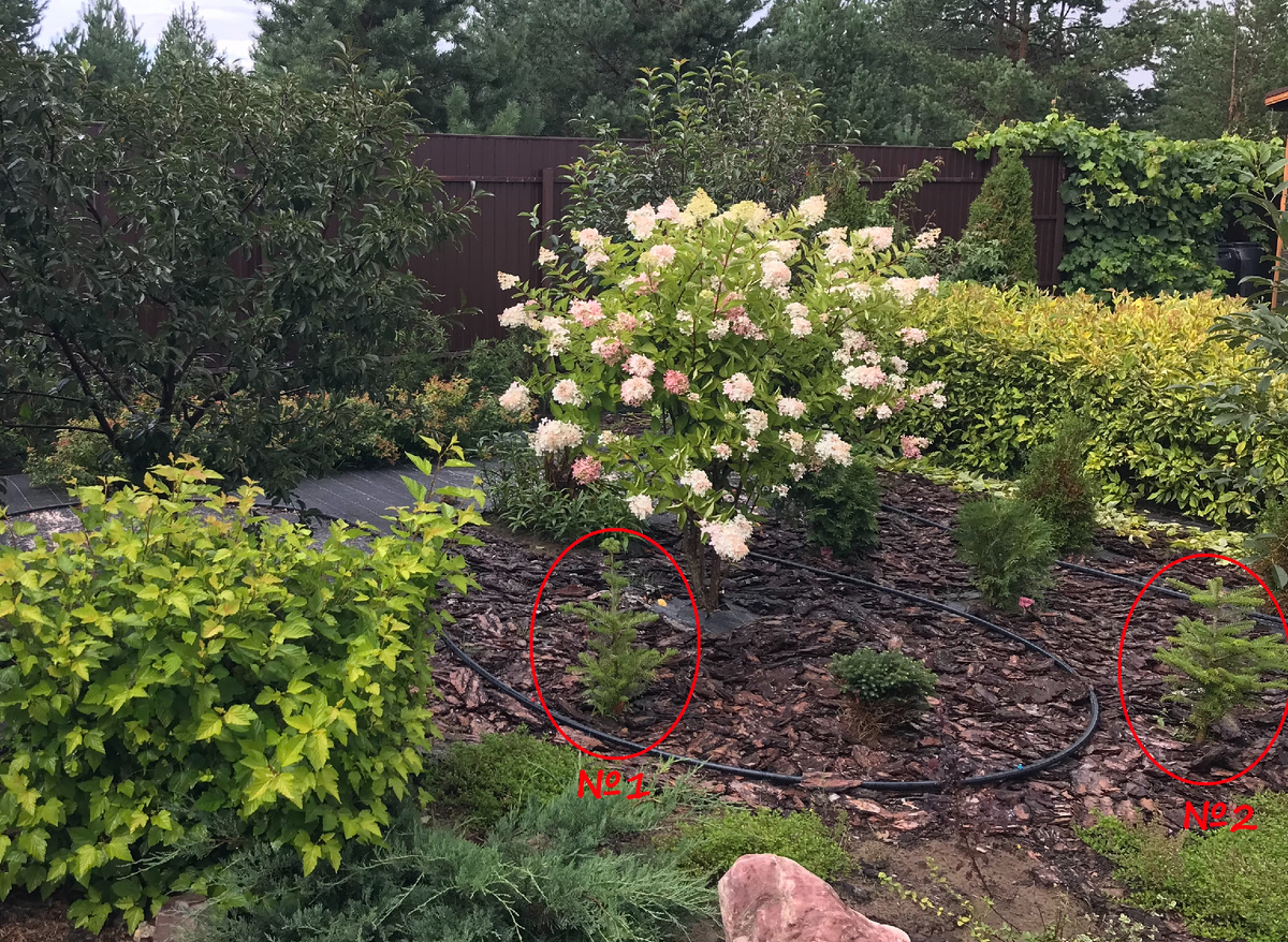 август 2024 года - пихты на доращивании