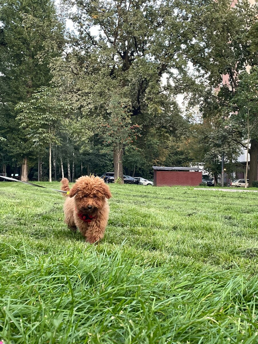 Сайт: animaldent.ru | Запишитесь 📞 +7 (499) 398-18-93 | 📞 +7 (968) 373-23-33