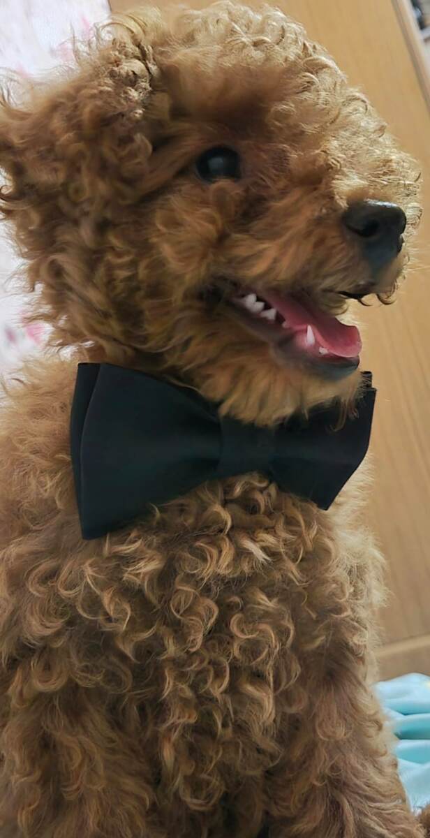 Сайт: animaldent.ru | Запишитесь 📞 +7 (499) 398-18-93 | 📞 +7 (968) 373-23-33