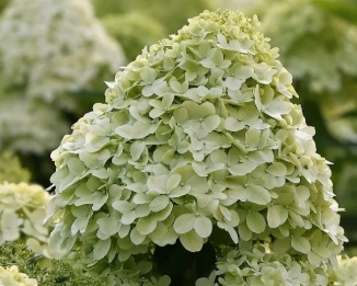 Украшение сада - гортензия Лаймлайт.