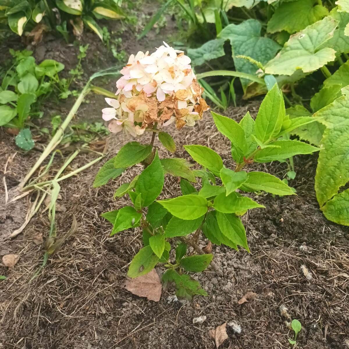 Это одна из моих малышек