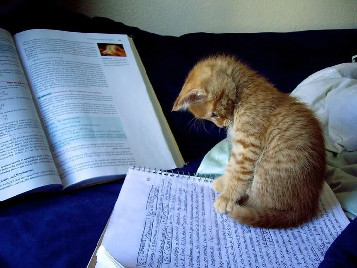 Изображение взято из открытых источников. 