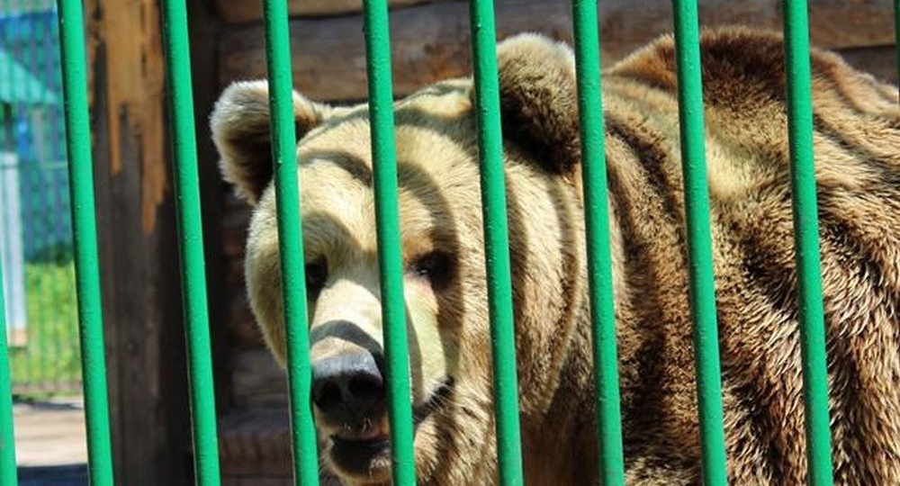 Названы районы Нижегородской области, где больше всего медведей и волков