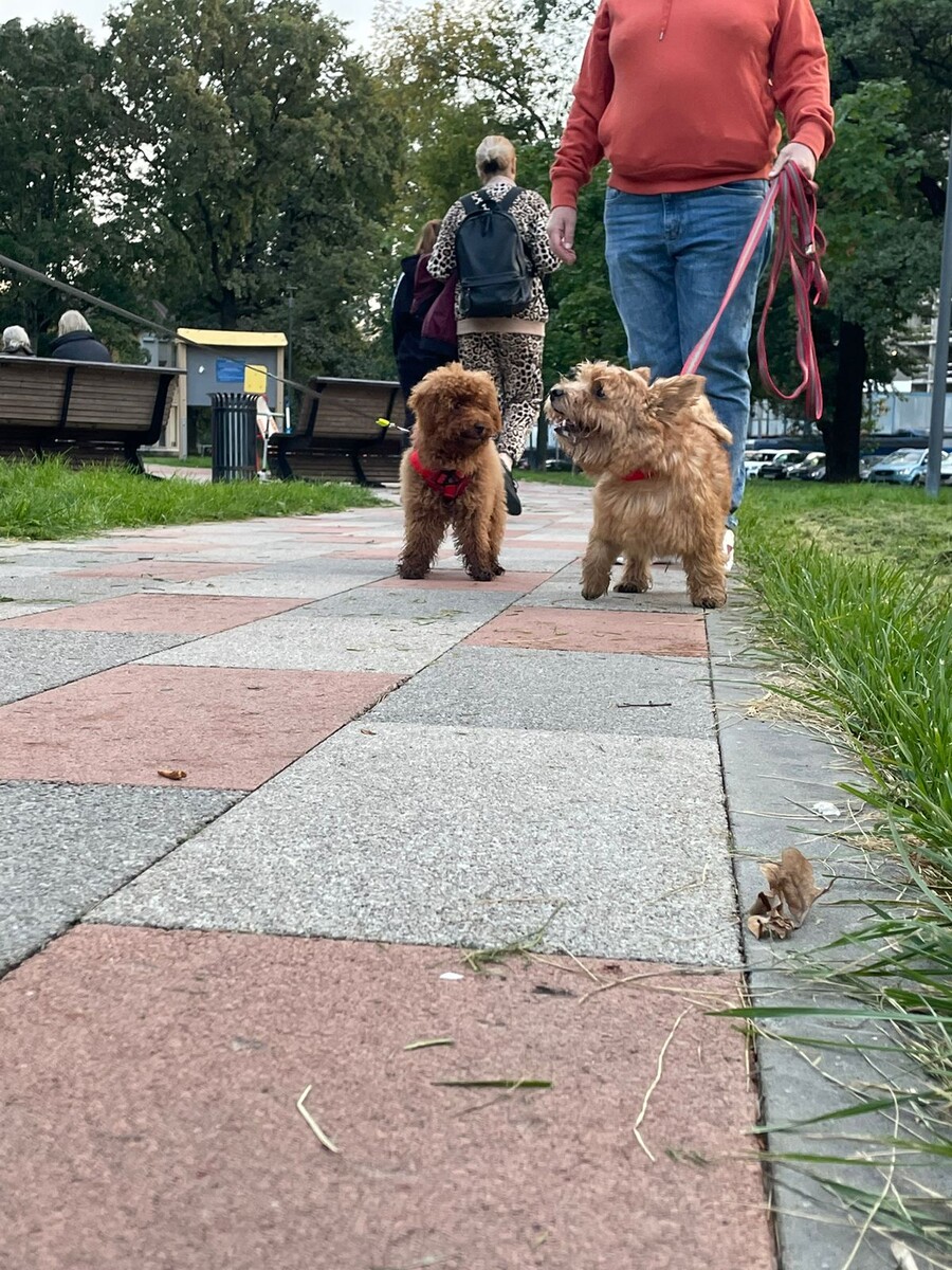 Сайт: animaldent.ru | Запишитесь 📞 +7 (499) 398-18-93 | 📞 +7 (968) 373-23-33