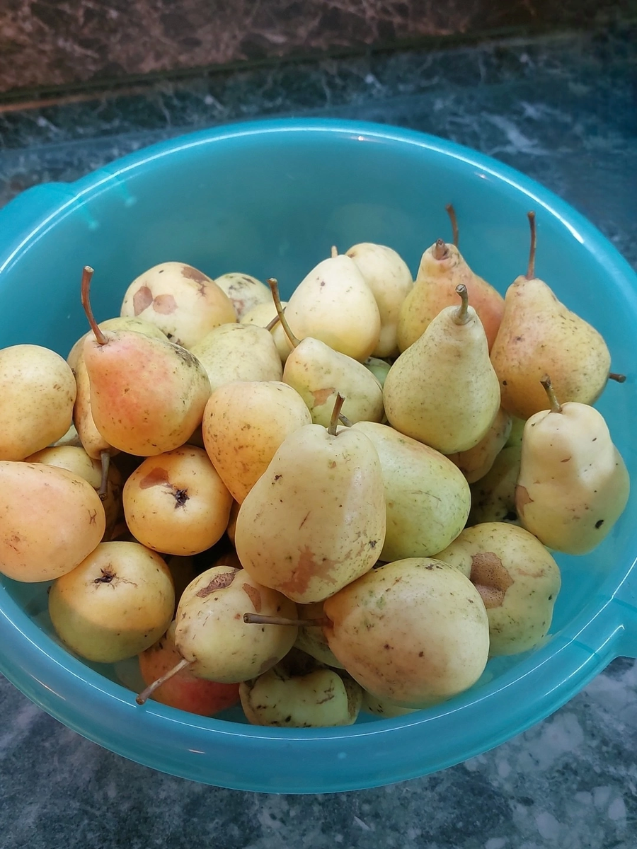 Груши с нашего сада 
