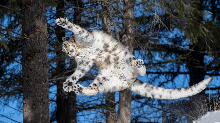 (c) Jack Nevitt. Такие бешеные прыжки котята умеют совершать и без уроков в школе, а вот координировать движения важно учиться.  Урок начинается!