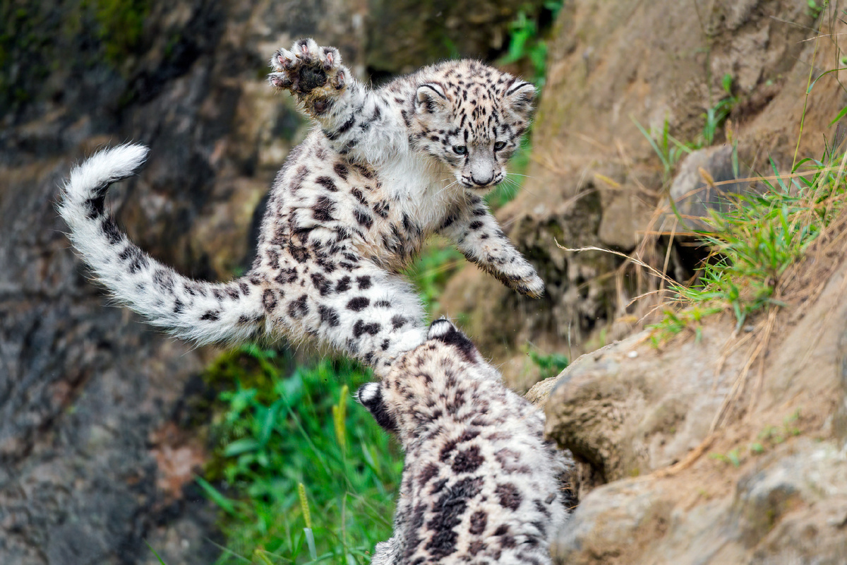 (c) Tambako the Jaguar. Котята учатся, играя. 