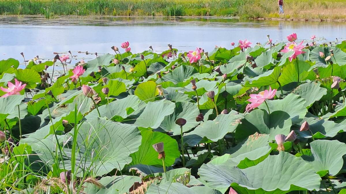 Лотос Комарова. Фото автора.