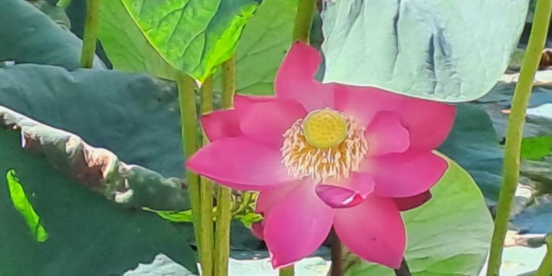 Лотос Комарова -одно из чудес земли Амурской