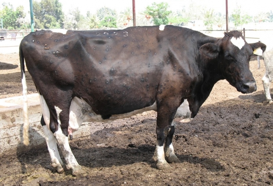 Дерматит у коров