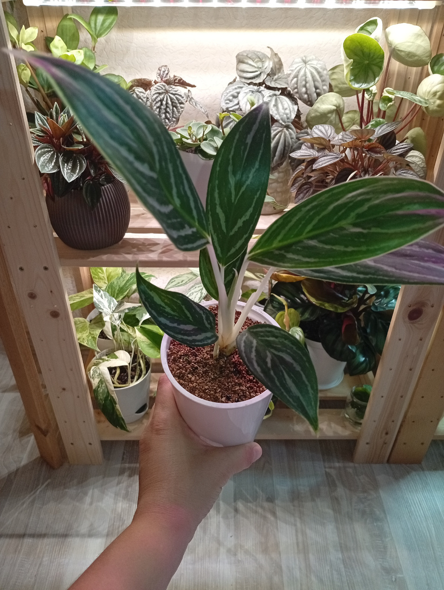 На фитильном поливе.